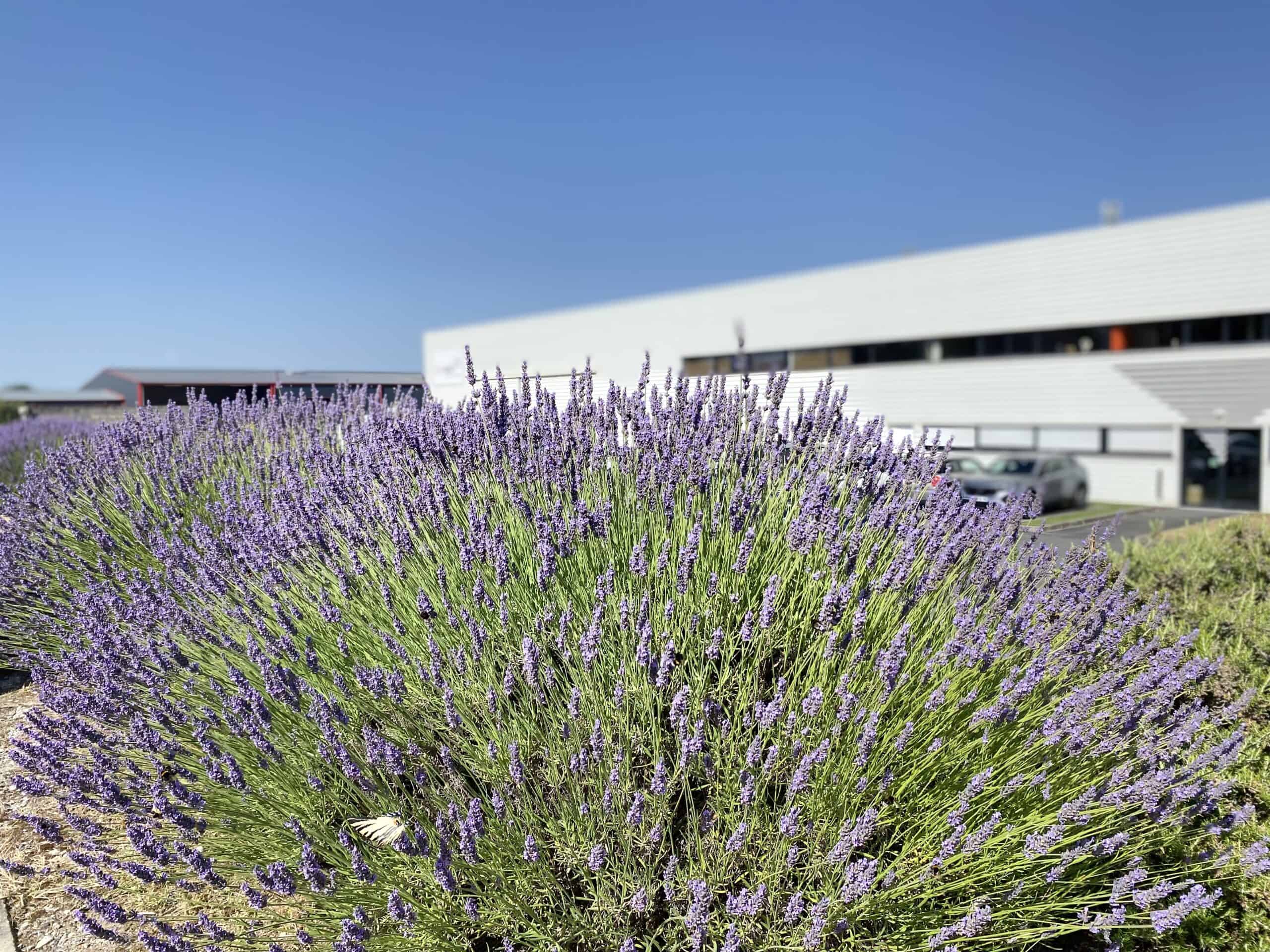 Lavender bush in front of modern building under clear blue sky.